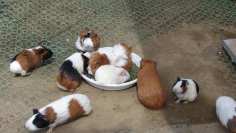 シーンモード:ペットモード(猫) f/12.0 1/125 ISO-197 35mm換算焦点レンズ焦点距離 70.0mm