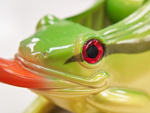 真っ赤な目が特徴的ですが、アカメアマガエルではなさそうですね...