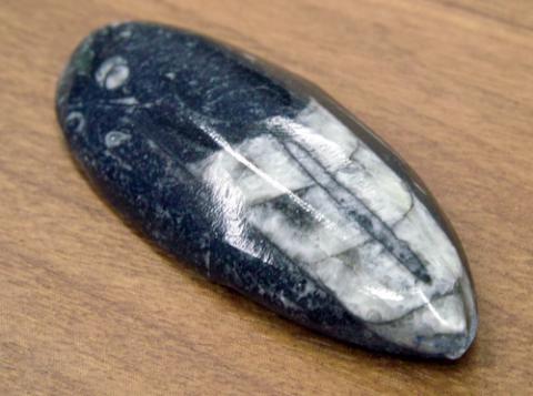 この化石はこの形に削って仕上げるのが基本らしい。。。