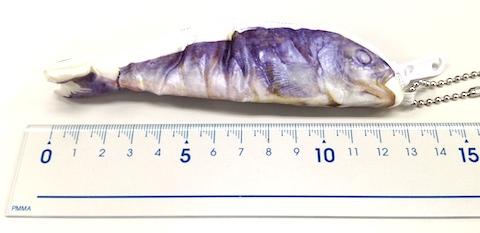 ちなみに大きさはこのくらいです。釣りだったらリリースサイズですねw