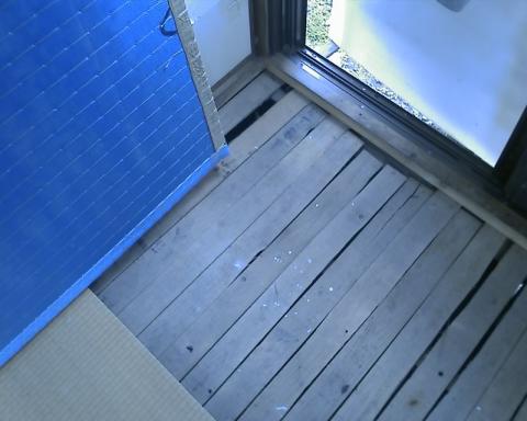 早速、畳をめくり作業!畳OPEN!