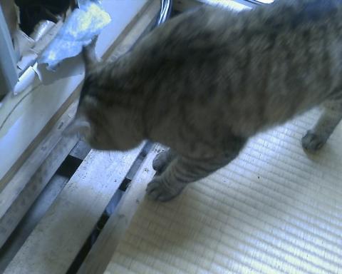 お猫様の侵入を阻止!