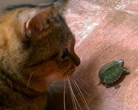 「ネコ」も「カメ」も飼育している俺の為の企画っ!