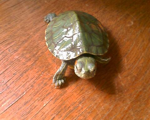 カメは関係なかった・・・