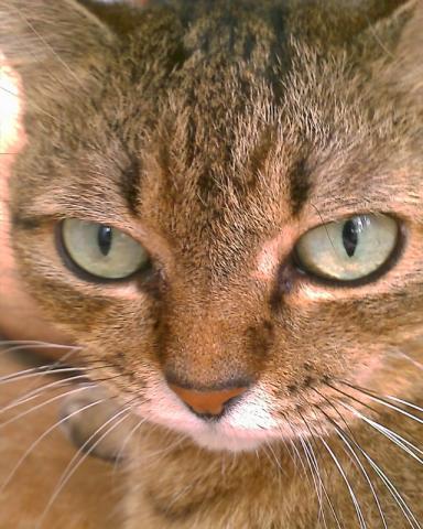 ネコのみが主役だったぁ!