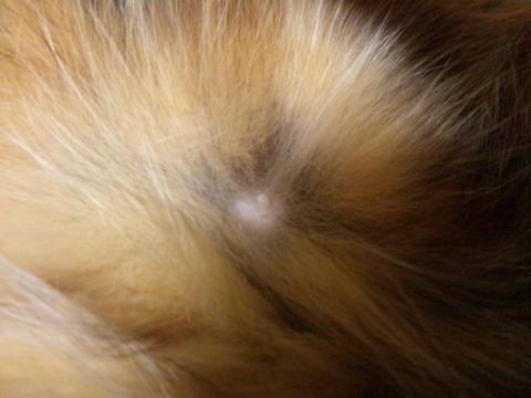 ココだ!(ネコの乳首は左右に各4つ、計8つあります。)