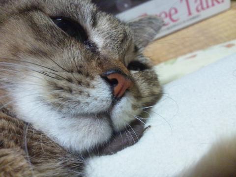 この猫様のこだわりパーツは何処?