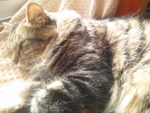 次のターゲットはこの猫様だぁ!