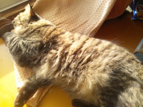 くっ!若干・・・毛が長めなので発掘が・・・