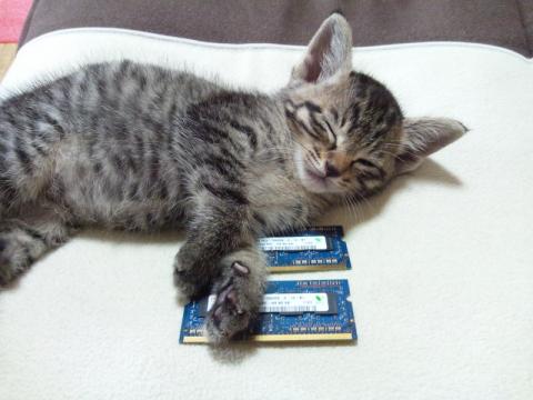 何かのノートPCについていた物です・・・猫・・・邪魔だよ・・・