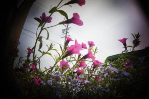 HOLGA fisheye作例1