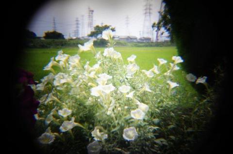 HOLGA Tele作例1