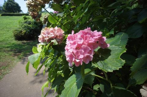 NEX-5 + ULTRA WIDE-HELIAR 12mm F5.6 (1)
