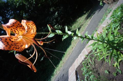 NEX-5 + ULTRA WIDE-HELIAR 12mm F5.6 (2)