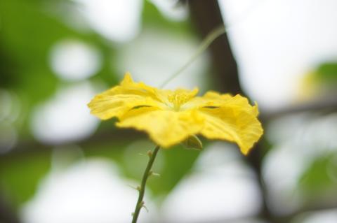 AUTO NIKKOR 55mmF1.2@NEX-5(1)