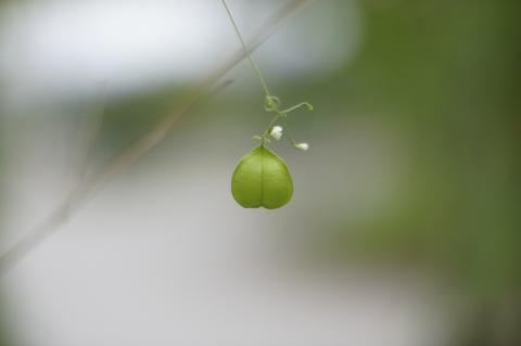 AUTO NIKKOR 55mmF1.2@NEX-5(2)