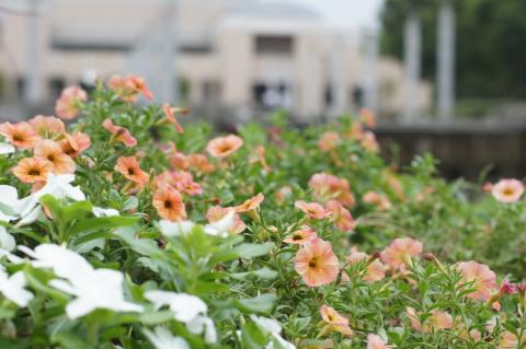 AUTO NIKKOR 55mmF1.2@NEX-5(3)