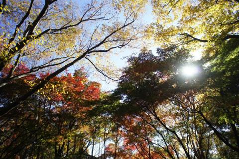 NEX オートHDR OFF (3)