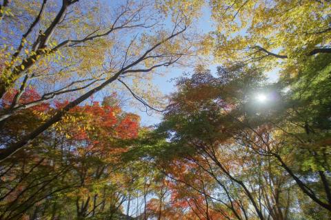 NEX オートHDR ON (3)