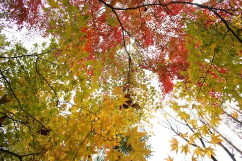 Ultra Wide Conv. (5)