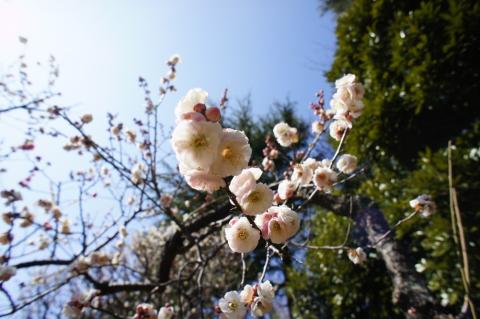 Ultra Wide Conv. (7)