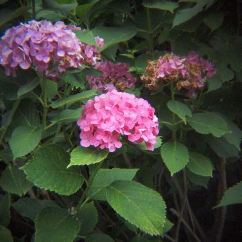 HOLGA 1:8 HL(W)-OP f=25mm (1)