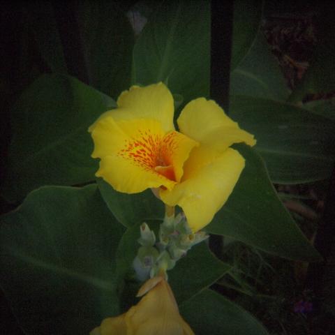 HOLGA 1:8 HL(W)-OP f=25mm (2)