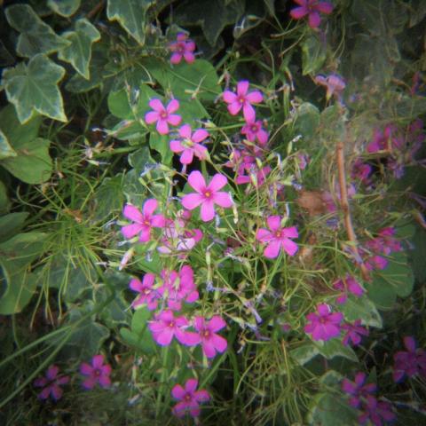 HOLGA 1:8 HL(W)-OP f=25mm (3)