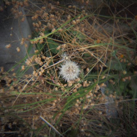 HOLGA 1:8 HL(W)-OP f=25mm (5)