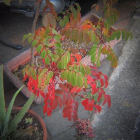 HOLGA 1:8 HL(W)-OP f=25mm (7)