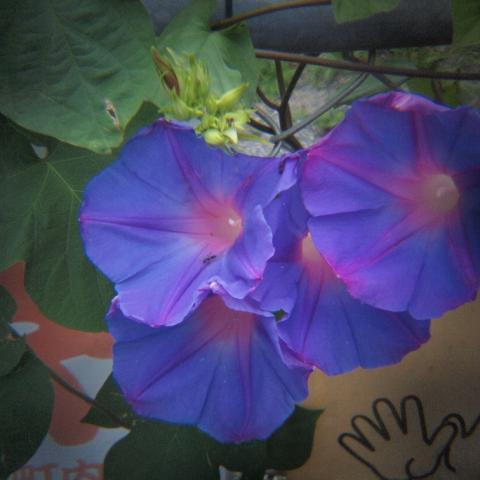 HOLGA 1:8 HL(W)-OP f=25mm (8)