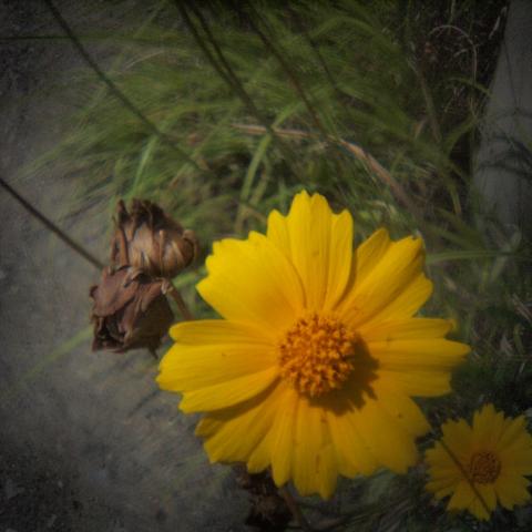 HOLGA Fisheye Lens(1)