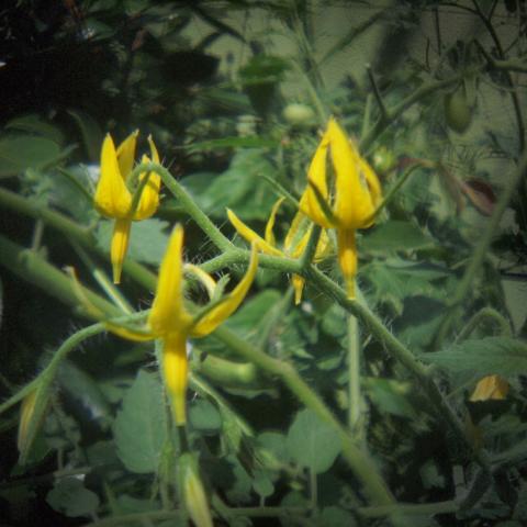 HOLGA Fisheye Lens(4)