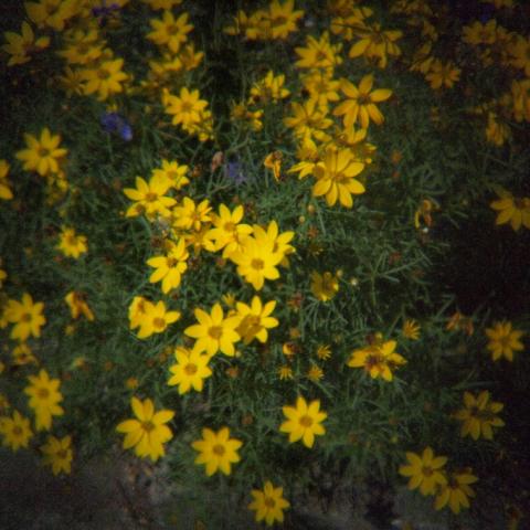 HOLGA Fisheye Lens(5)