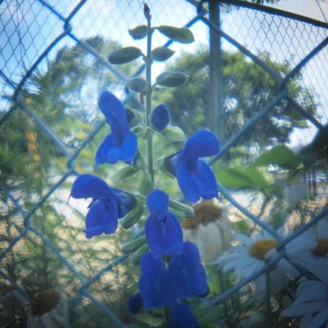 HOLGA Fisheye Lens(6)