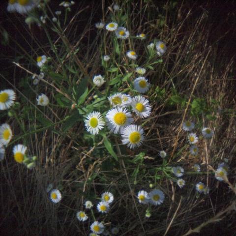 HOLGA Fisheye Lens(7)