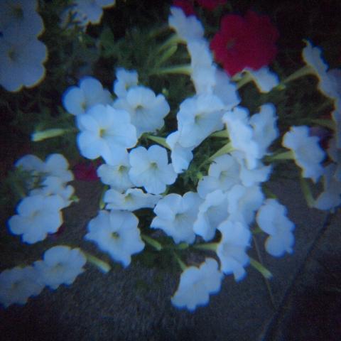 HOLGA Tele Lens 2.5x(5)