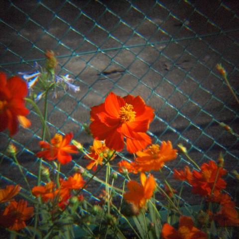 HOLGA 1:8 HL(W)-OP f=25mm (11)