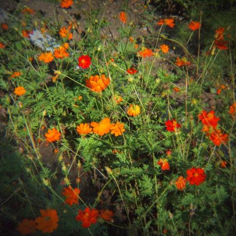 HOLGA Wide Lens 0.5x(2)