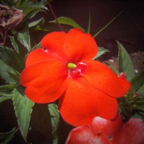 HOLGA Fisheye Lens(12)