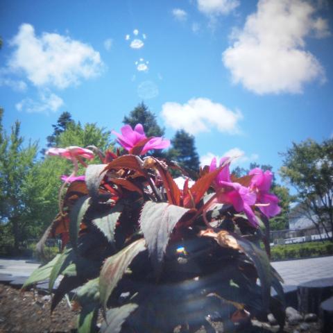 HOLGA Fisheye Lens(13)