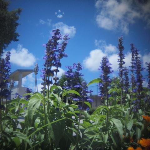 HOLGA Fisheye Lens(14)