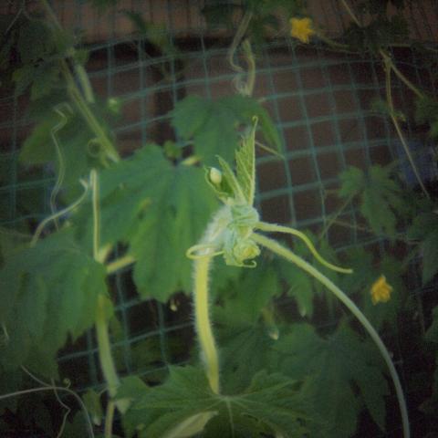 HOLGA Fisheye Lens(16)