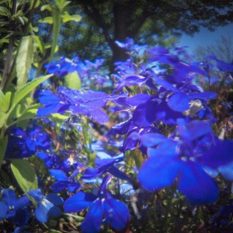 HOLGA Fisheye Lens(17)