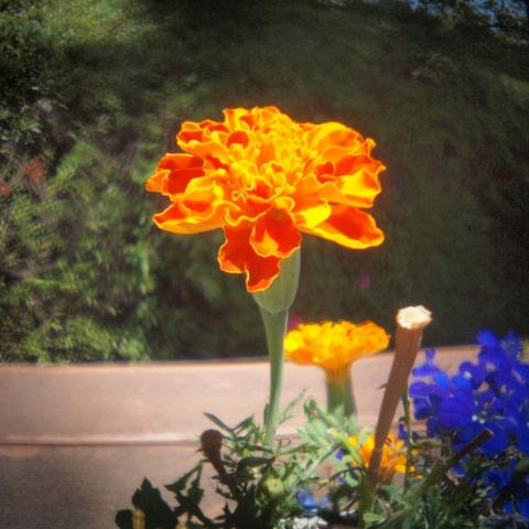 HOLGA Fisheye Lens(18)