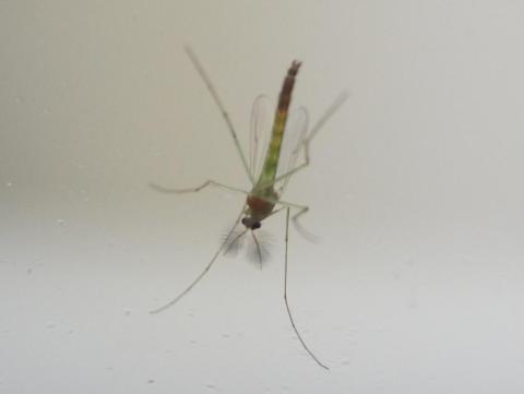 smc PENTAX-M MACRO 50mm F4 (1)