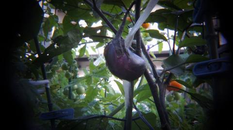 ホルガベース写真1茄子