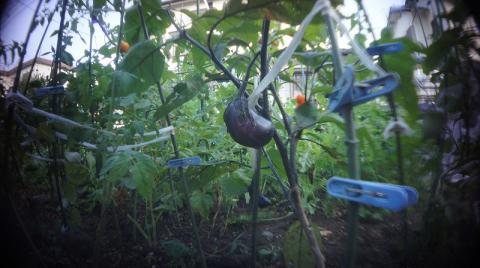 ホルガ魚眼1茄子