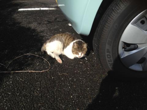 4S f/2.4 1/1534秒 ISO64