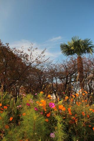 PLフィルタ効果